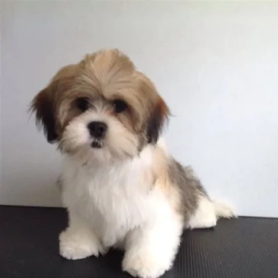 Lhasa Apso Puppies For Sale In Goa