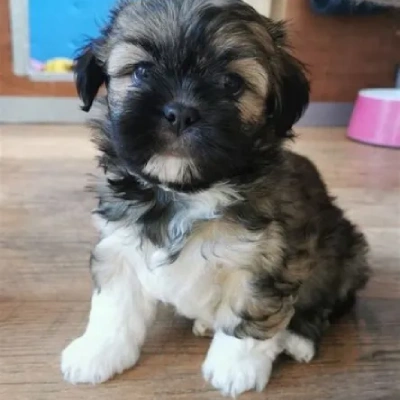 Lhasa Apso Puppies For Sale In Goa
