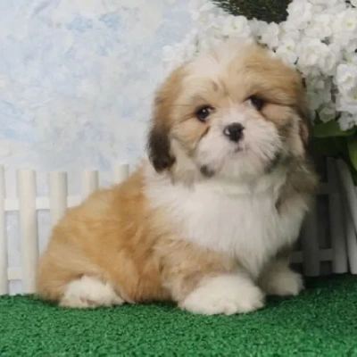 Lhasa Apso Puppies For Sale In Goa