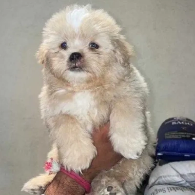 Lhasa Apso Puppies For Sale In Goa