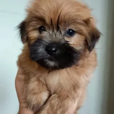 Lhasa Apso Puppies For Sale In Goa