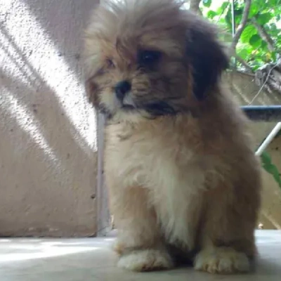 Lhasa Apso Puppies For Sale In Goa