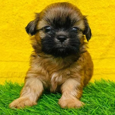 Lhasa Apso Puppies For Sale In Goa